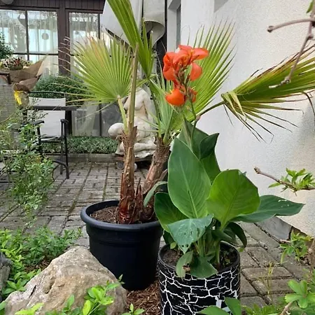 Tatil Evi Jaani 2